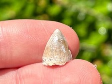 Fossil Crocodile Tooth Mahajangasuchus Madagascar Cretaceous Croc Maevarano Fm