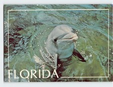 Postal Florida Marsopa Florida EE. UU.