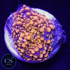 CS King Kong Yuma Mushroom - WYSIWYG LIVE CORAL