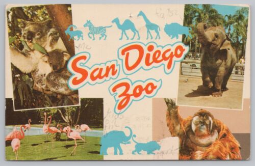 Animal~San Diego Zoo~Koalas & Elephants & Orangutan~PM 1968~Vintage Postcard