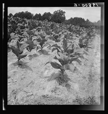 Photo:Wake County North Carolina Zollie Lyon Tobacco Field 1939 July