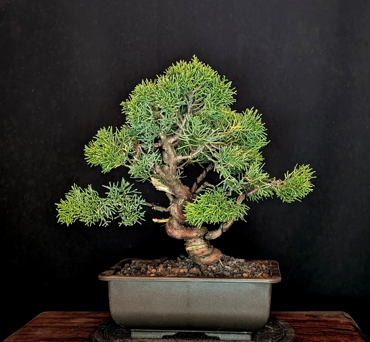 how to plant bonsai tree seeds Grow Your Own Bonsai Tree Kit - Japanese Bonsai