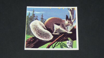 1977 ECUREUIL D'ABERT PANINI SUPER ZOO