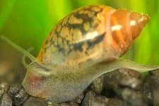 30 Live Bladder snails Physella acuta -Feeders-Nutritious Live Food-Puffer food