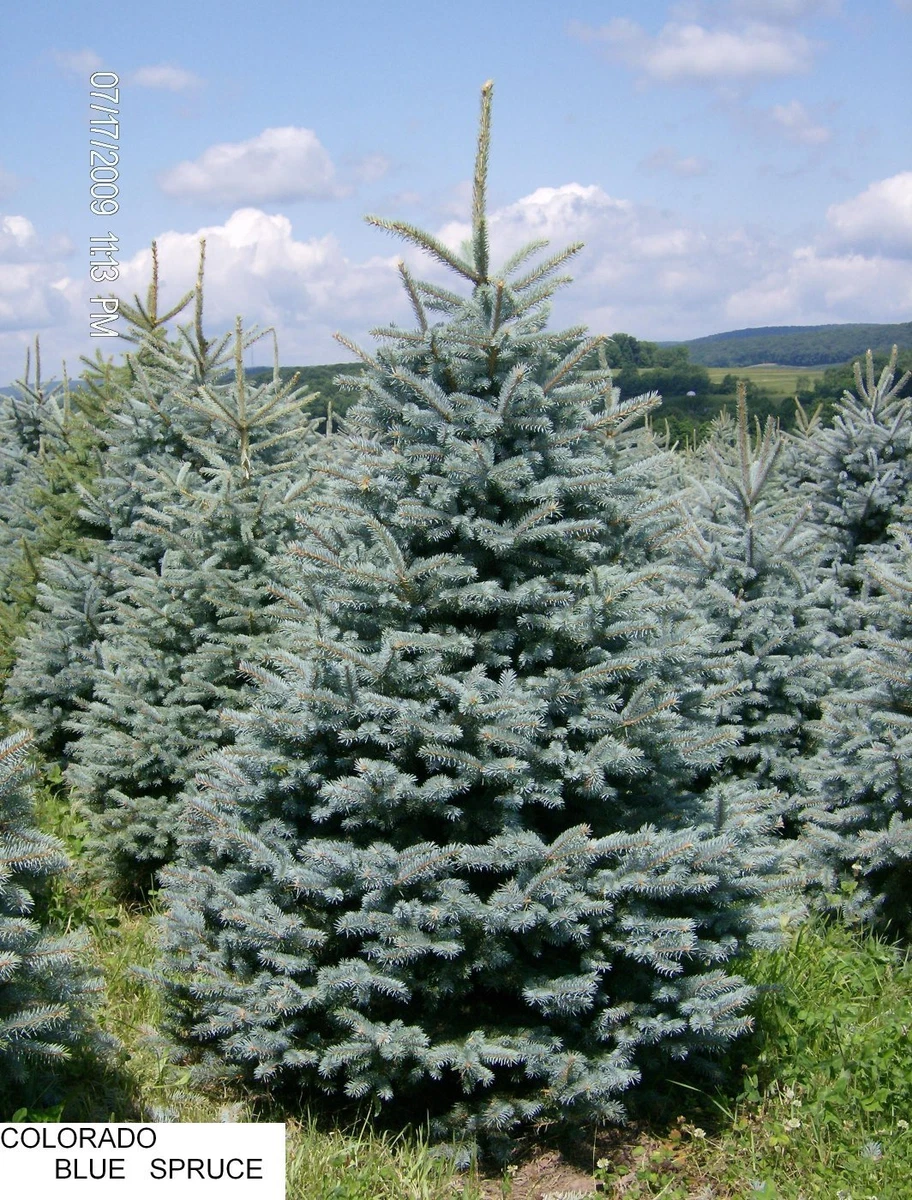 Colorado Blue Spruce Christmas Tree