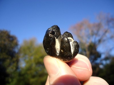 HIGH QUALITY DUGONG TOOTH BONE VALLEY METAXYTHERIUM TEETH ...