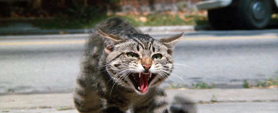 CAT'S EYE Busty MARY D'ARCY Stephen King CULT 1980s HORROR ANTHOLOGY Chiller DVD - Image 2 of 2