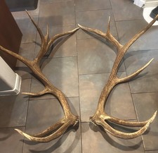 Trophy Set ELK Sheds 7x6 ,59-2/8 Main Beams, 388 inches WILD New Mexico