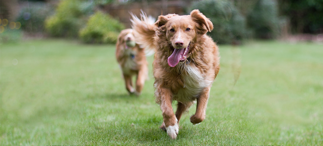 Pet run. Собака Харт по имени. Dog HD Skin.