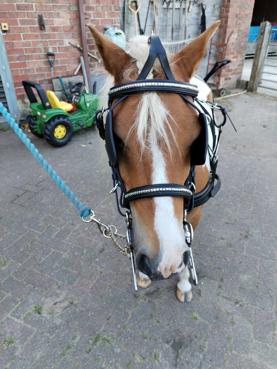 Cinghia DUAL COLOR BRIDLE Per Pony Shetland, Pony Cob, F/S - Materiale Sintetico Lavabile, Marca EQUIKITS, Fatto Nel Regno Unito