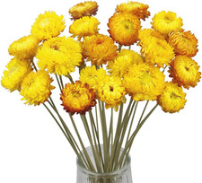 20 St&uuml;ck Trockenblumen Mehrfarbige Getrocknete G&auml;nsebl&uuml;mchen, Trockenblumen Herb