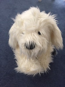 dulux dog teddy