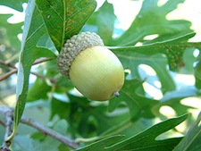 12 POST OAK ACORNS - Quercus stellata