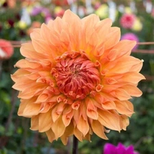 1 - Giant Decorative Dinnerplate Dahlia NOORDWIJKS GLORY Flower Bulb Tuber Clump