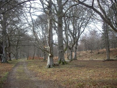 Photo 6x4 Mature beech wood Bridge of Canny In a loop of the River Dee, s c2009