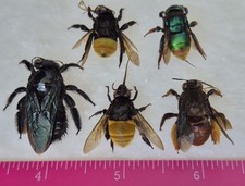 HYMENOPTERA CARPENTER SP. FROM ATALAYA-PERU NEW ARRIVAL LOT OF 5