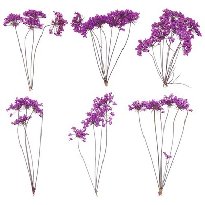 6 Pcs Lace Natural Real Pressed Dried Flower for Art Craft DIY, Purple