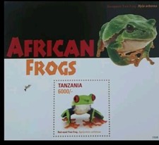 Grenouilles africaines tanzaniennes 2015 grenouilles yeux rouges feuille mini...
