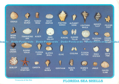 D093839 Florida Muscheln. Schätze des Meeres. Seminolen Souvenirs. D. Stanfie