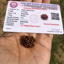 LAB CERTIFIÉ 7 Mukhi RUDRAKSHA Saatmukhi Rudraksh 7 Face Rudraksham 1 pièce