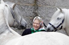 REINA ISABEL II CON ELLA 2 PONIS BLANCOS PONY NEVERA IMÁN 5" X 3,5"
