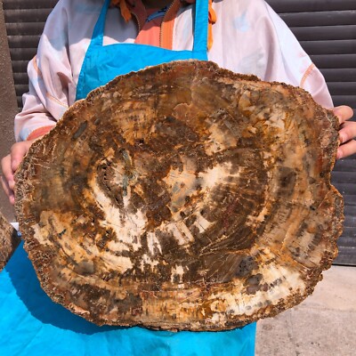 25.74LB Natural petrified wood fossil crystal polished slice Madagascar 1973