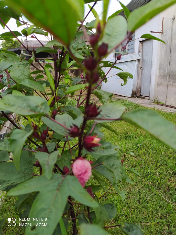 rosselle : true breed tropical vegetable seeds - Image 3 of 3