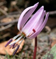 3 x ERYTHRONIUM Dens Canis - DOG'S TOOTH VIOLET - Spring Perennial Plant BULBS