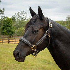 Jeffers Equine Softie Padded Leather Horse Halter   Adjustable Crown  Nose,