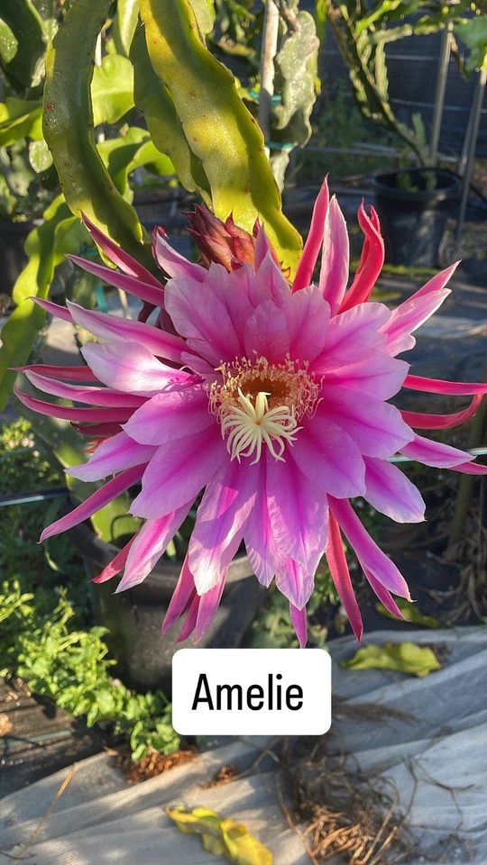 Esquejes de fruta de dragón maduros “AMELIE” Foto 2 de 4