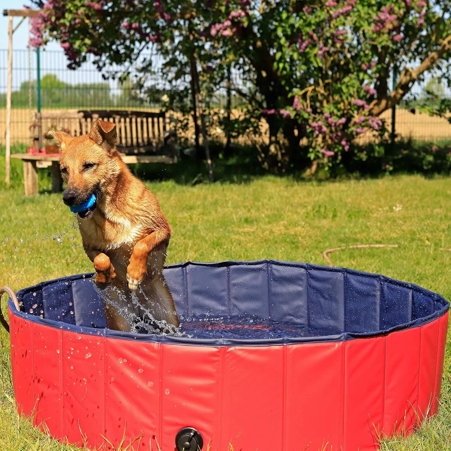 Lionto Piscina Cani Pieghevole PVC Diametro 120 Altezza 30 Blu Rosso Esterno