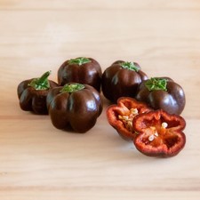 Capsicum Pepper ‘Chocolate Mini’ 7 Seeds Mild-Hot Chilli. 1st Class UK Delivery