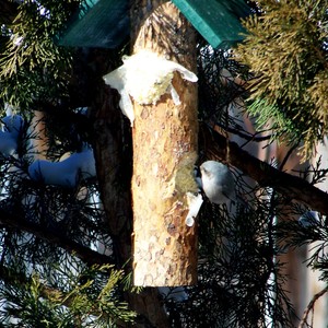 Log Suet Feeder With Green Roof Free Shipping Ebay