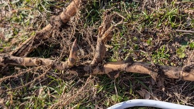 Giant River Cane Rhizome: Live Native Bamboo for Planting & Basketry