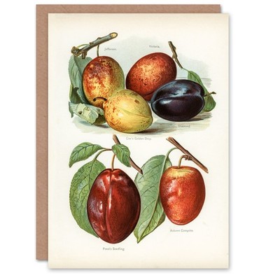John Wright Kunstkarte Pflaume Sorten Vintage Illustration