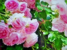 25  SEEDS  FRAGRANT CLIMBING THORNLESS BABY PINK COLOR ROSE  SEEDS USA TX SELLER