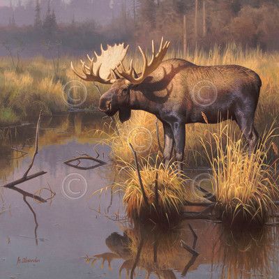 Autumn Foraging by Ron Parker 24x36 Wildlife Hunting Poster MOOSE ART PRINT