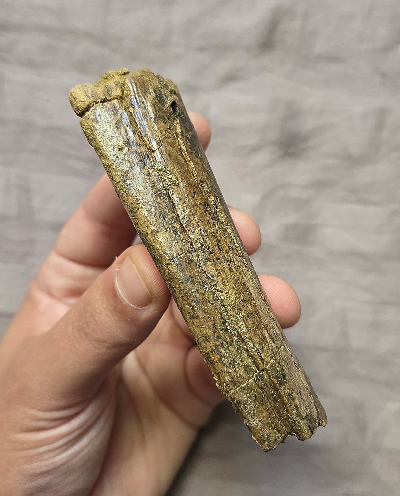 Rare Nanotyrannus Dinosaur Fossil Rib Bone Partial Lance Fm Cretaceous ...