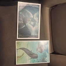 Shovelin Pictures Beluga Whale Marine Animal Postcard Lot Continental Size