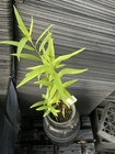 Black Willow — photo 2