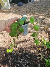 Aeschynanthus Thai Pink Passion Lipstick Live Plant  2,5" Pot