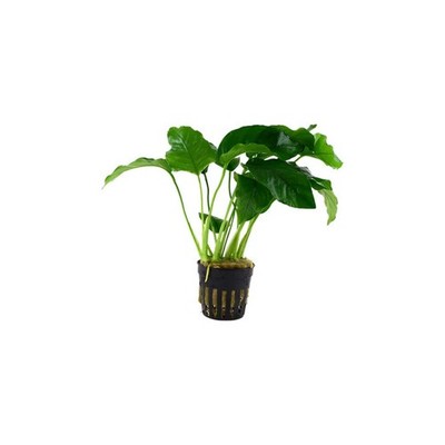 Anubias Barteri Live Aquarium Plants BUY 2 GET 1 FREE