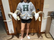 Lot of 2 nice ram Ram Skull Taxidermy Sheep Mount Horns Man Cave 2553 2554