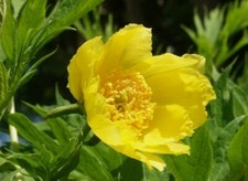 Peony Tree Seeds * Paeonia Lutea * Yellow * Easy To Grow * Fresh 2025 Seed x 25
