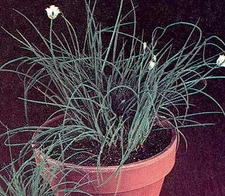 Chives Fine Leaf   2,000 seeds