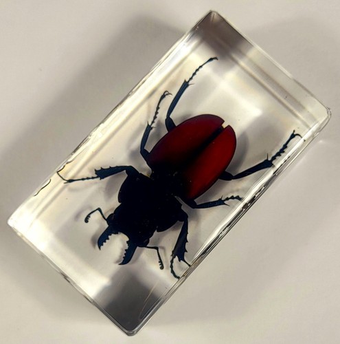 2.8 " Echt Hirsch Käfer IN Klar Lucite Kunstharz Briefbeschwerer Neolucanus - Bild 11 von 14