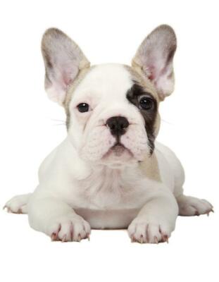 FRENCH BULLDOG POSTER PICTURE PHOTO PRINT frenchies large ears white 4694
