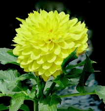 1 - Decorative Dahlia GOLDEN EMBLEM Flower Bulb Tuber Clump * SPRING SHIPPING