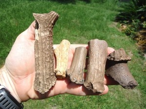 5 QUALITY FOSSIL DEER ANTLERS FLORIDA FOSSILS ICE AGE EXTINCT BONES HORN SKULL @