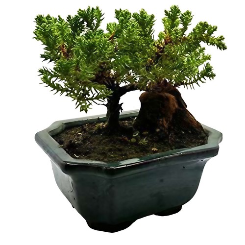 Blue Hydrangea Bonsai Tree Seedling for Planting | eBay